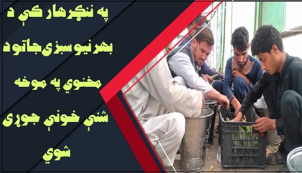 په ننګرهار کې د بهرنیو سبزیجاتو د مخنوی لپاره شنې خونې جوړې شوي